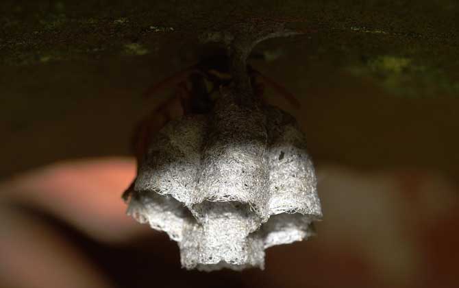 馬蜂蟄了刺沒拔會怎樣? 馬蜂