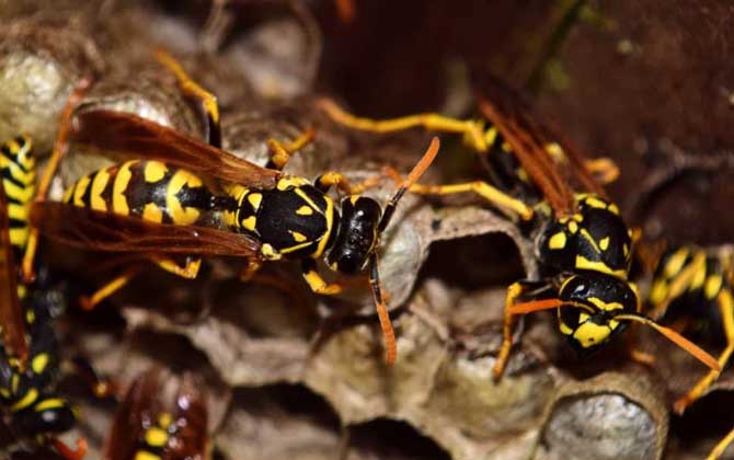 為什么家里招馬蜂? 馬蜂