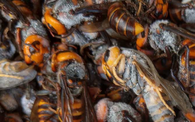 人頭蜂泡酒的壯陽功效是真的嗎? 人頭蜂泡酒