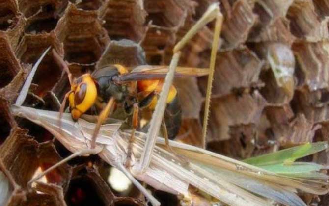 中國毒蜂排名及圖片大全 黑尾胡蜂