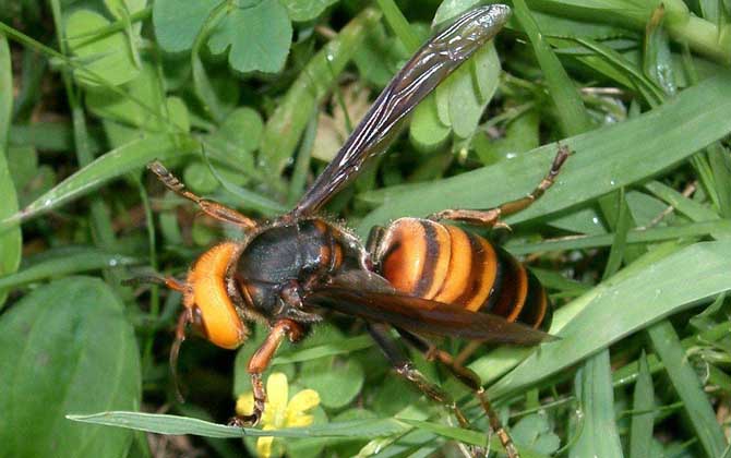 虎頭蜂蜂蛹幾月份最多? 虎頭蜂