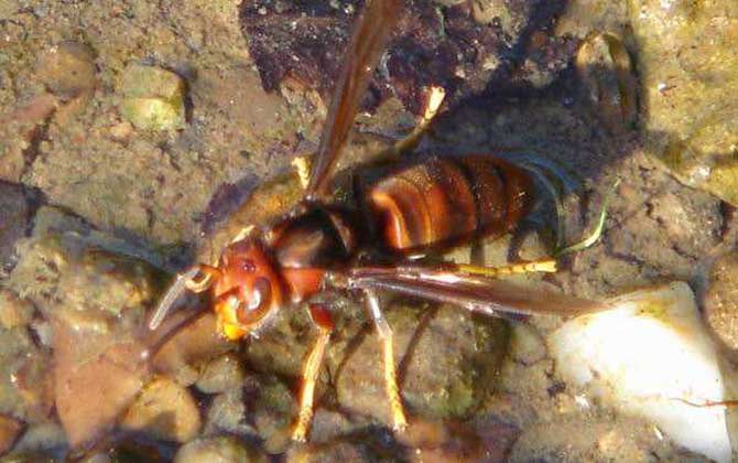 黃腳虎頭蜂的毒性強(qiáng)嗎? 黃腳虎頭蜂