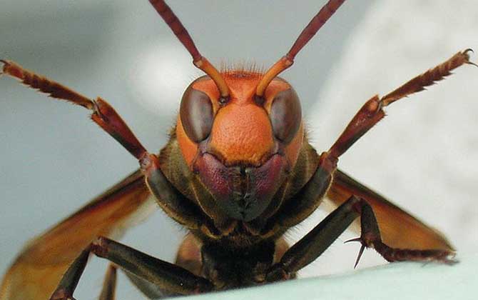 黑尾虎頭蜂的毒性強嗎? 黑尾虎頭蜂