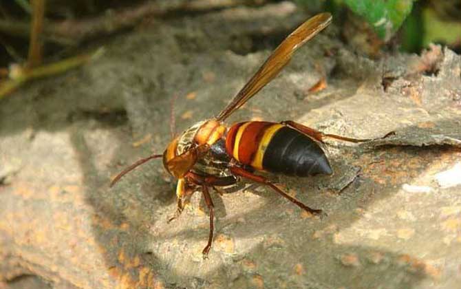 虎頭蜂100只能泡多少酒? 虎頭蜂