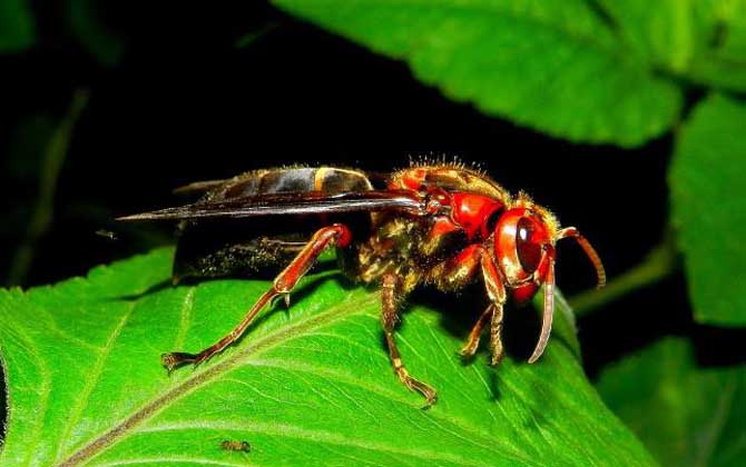 虎頭蜂蜇人后自己會死嗎? 虎頭蜂