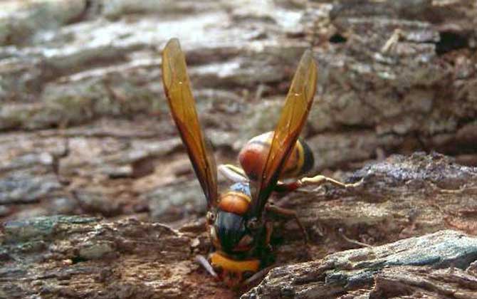 被虎頭蜂蟄了幾天能好? 虎頭蜂