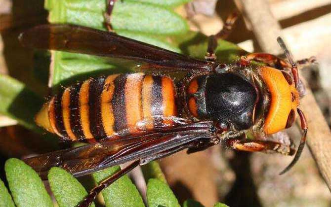 被虎頭蜂蟄了幾天能好? 虎頭蜂