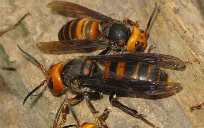 被虎頭蜂蟄了用什么藥? 虎頭蜂