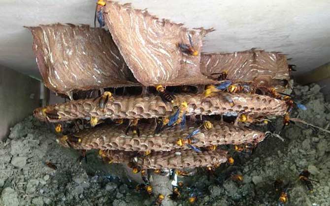 地雷蜂和虎頭蜂哪個厲害? 虎頭蜂