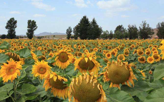 向日葵什么時候開花? 向日葵