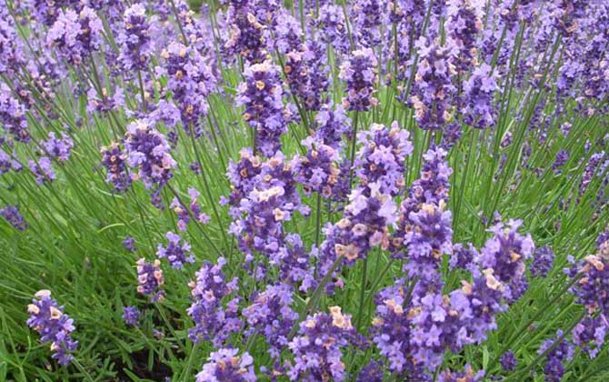 薰衣草什么時候開花? 薰衣草
