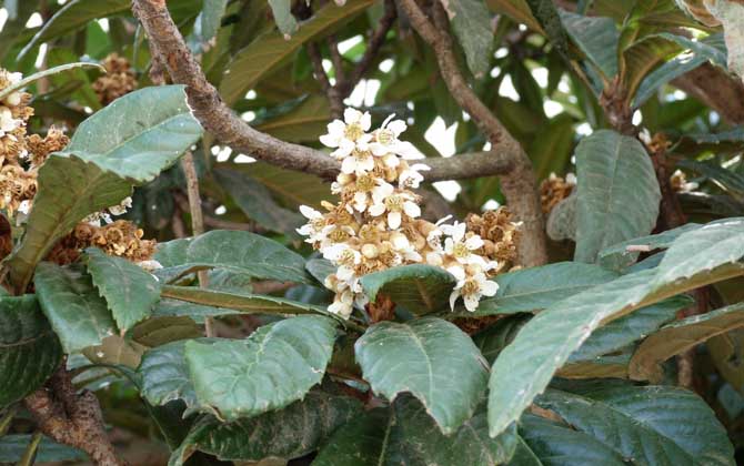 枇杷什么時候開花? 枇杷