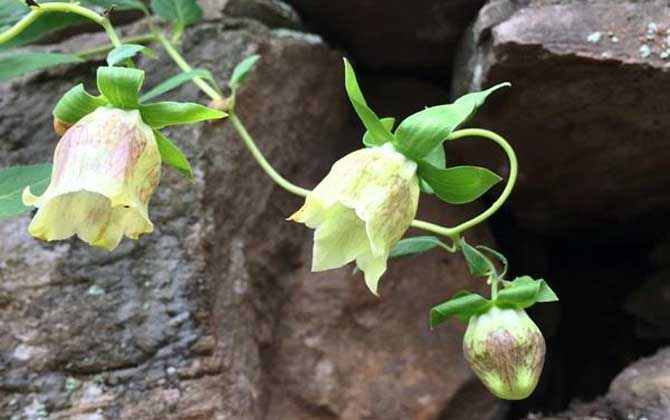 黨參什么時候開花? 黨參