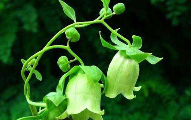 黨參什么時候開花? 黨參