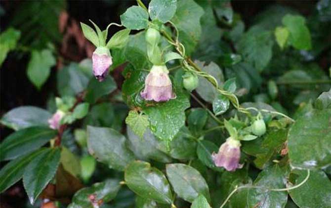 黨參什么時候開花? 黨參