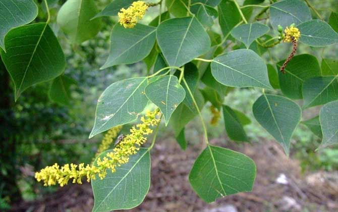 烏桕流蜜期是什么時候? 烏桕