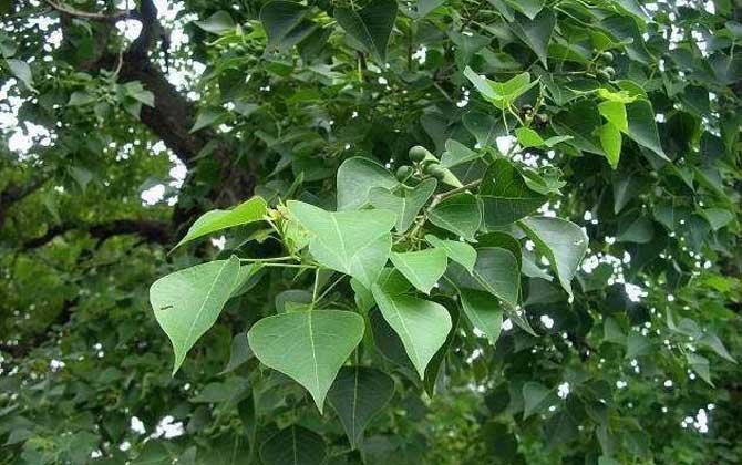 烏桕流蜜期是什么時候? 烏桕