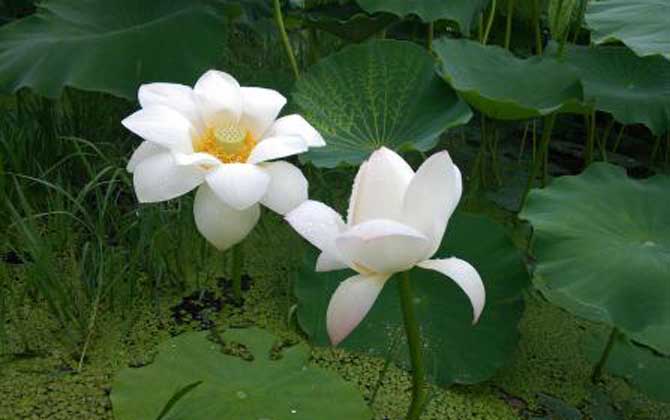 荷花什么時(shí)候開(kāi)花? 荷花