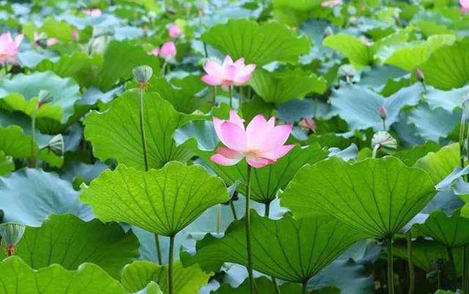 荷花什么時(shí)候開(kāi)花? 荷花