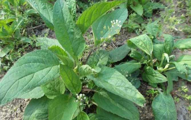 玄參什么時(shí)候開(kāi)花? 玄參