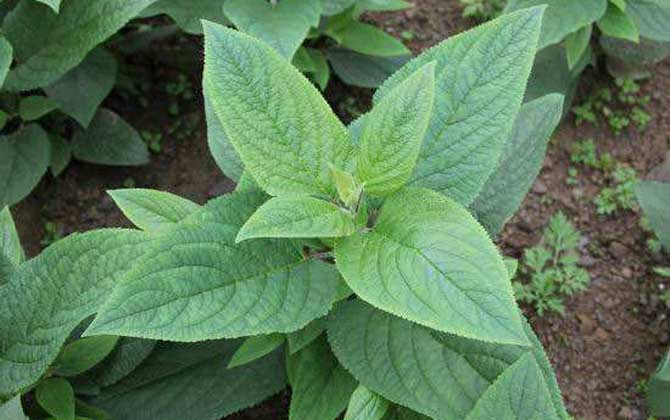 玄參什么時(shí)候開(kāi)花? 玄參