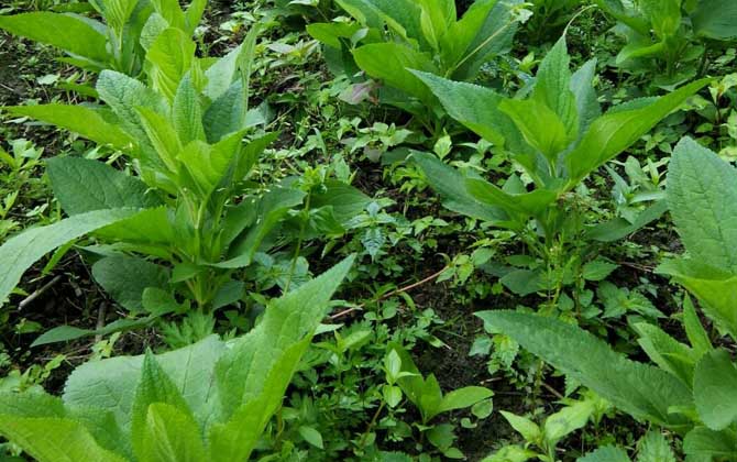 玄參什么時(shí)候開(kāi)花? 玄參