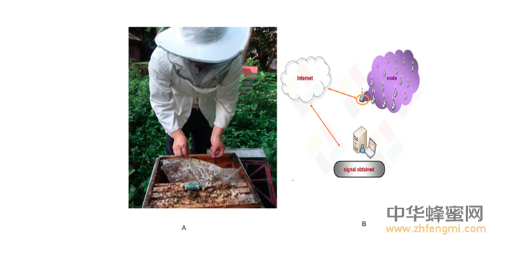 農(nóng)科院蜜蜂研究所2016年在蜜蜂病蟲害方面取得重要科研成果 蜜蜂 農(nóng)科院 蜜蜂所 病蟲害 蜂群