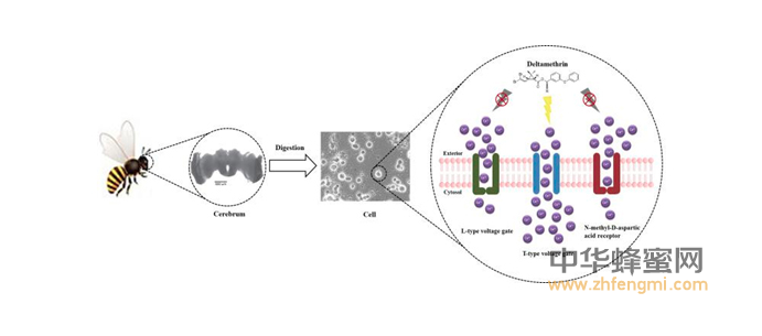 農(nóng)科院蜜蜂研究所2016年在蜜蜂病蟲害方面取得重要科研成果 蜜蜂 農(nóng)科院 蜜蜂所 病蟲害 蜂群
