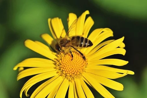 養蜂方法，囚禁蜂王不容易死的方法？囚禁蜂王容易死的原因