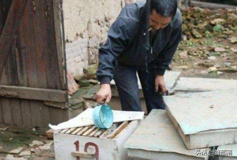 蜜蜂的平均壽命只有30天，為何冬天沒有沒花開不會團滅？