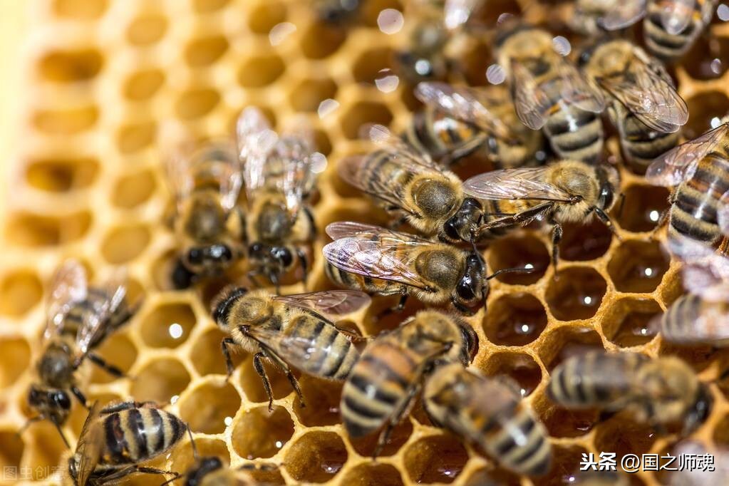 蜜蜂采蜜的時候之間為何能夠不迷路？原來，它們是這樣找家的