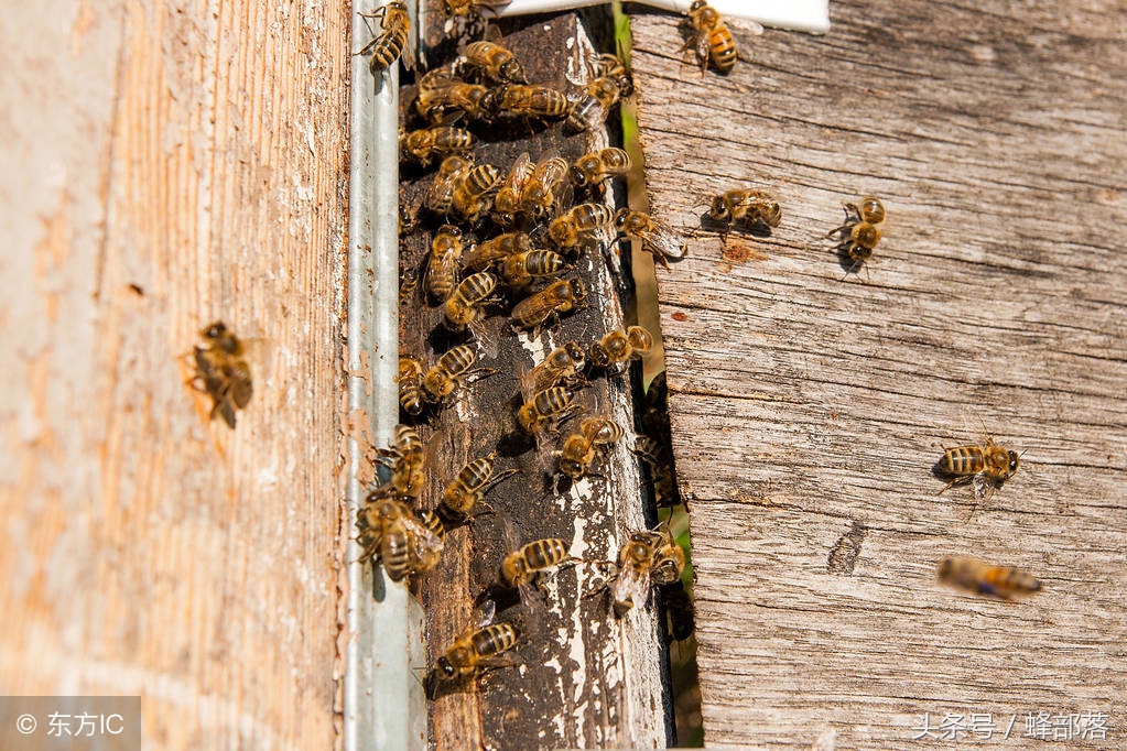 新手養(yǎng)中蜂，不破除這7個(gè)觀念，永遠(yuǎn)別想走上養(yǎng)蜂致富道路