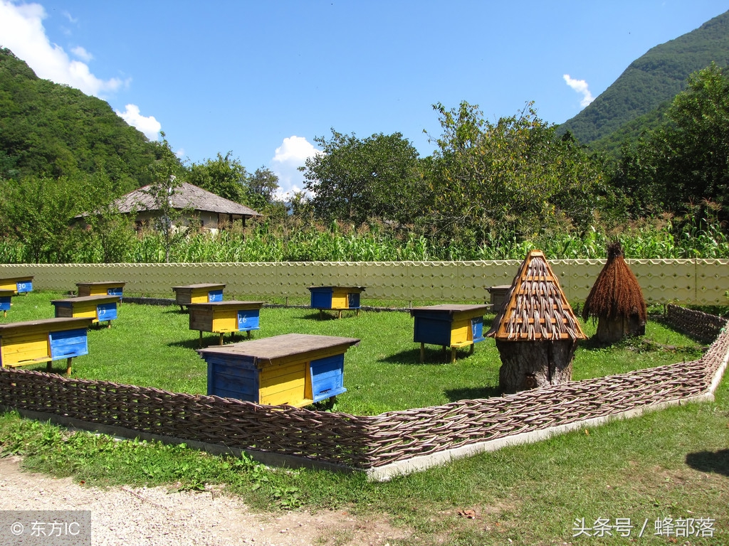新手養(yǎng)中蜂，不破除這7個(gè)觀念，永遠(yuǎn)別想走上養(yǎng)蜂致富道路
