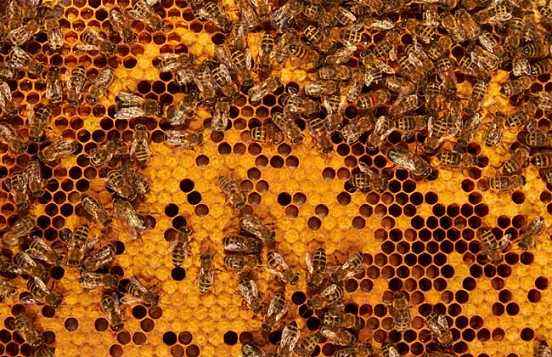 蜜蜂黑蜂病如何防治？