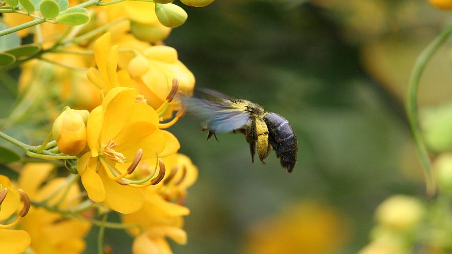 蜜蜂黑蜂病如何防治？