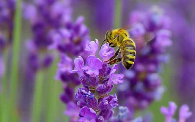 蜜蜂是益蟲還是害蟲？