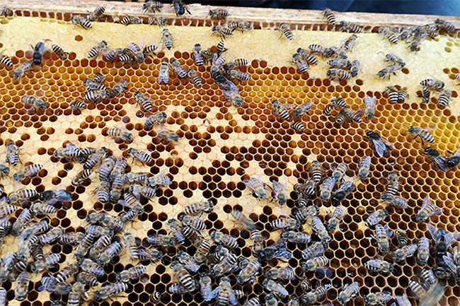 【蜜蜂知識(shí)】世界上有多少種蜜蜂? 【蜜蜂知識(shí)】世界上有多少種蜜蜂?