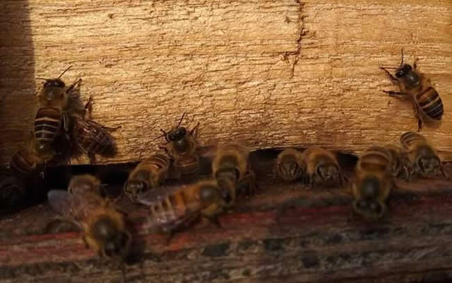 【蜜蜂知識(shí)】世界上有多少種蜜蜂? 【蜜蜂知識(shí)】世界上有多少種蜜蜂?