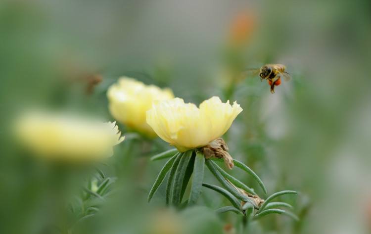 在自家陽臺如何養好蜜蜂？