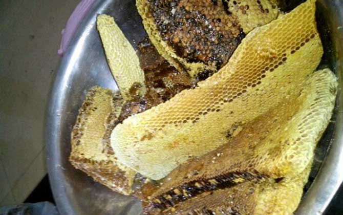 土養蜜蜂取蜜在什么時候好 土養蜜蜂取蜜在什么時候好