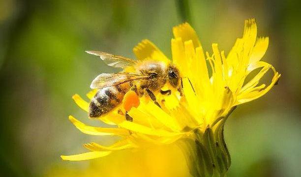 養殖意蜂收益好么(養殖意蜂,一定能產卵多、產量高、收益高嗎) 養殖意蜂收益好么(養殖意蜂,一定能產卵多、產量高、收益高嗎)