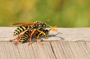 工蜂棄王是什么原因(蜂群為什么會突然失王) 工蜂棄王是什么原因(蜂群為什么會突然失王)