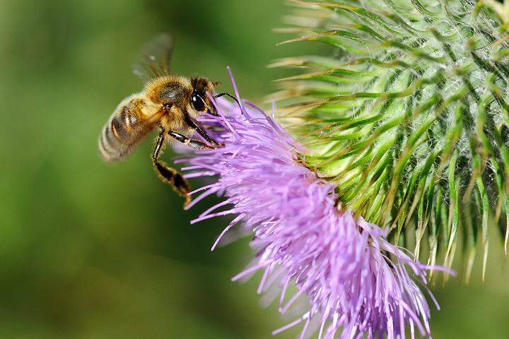 【蜜蜂知識】意大利蜜蜂的早春管理 意大利蜜蜂的早春管理