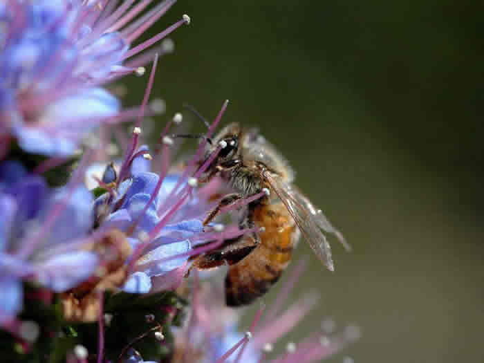 【蜜蜂知識】意大利蜜蜂的早春管理 意大利蜜蜂的早春管理