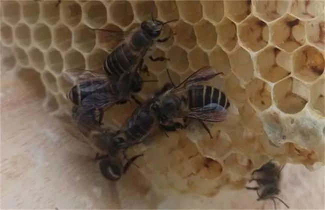 大蜂場(chǎng)是怎樣發(fā)展蜂王的（大型蜂場(chǎng)是怎么換王的）