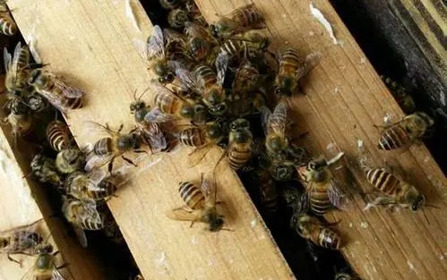 養(yǎng)殖中蜂怎樣發(fā)展快