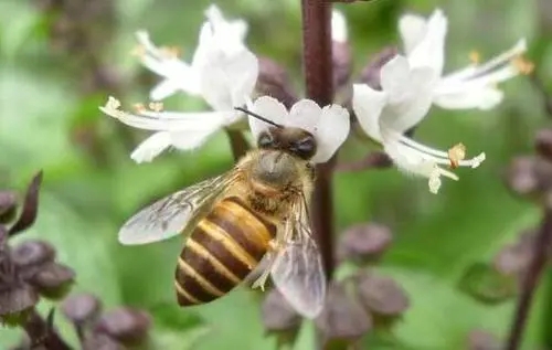 養(yǎng)殖中蜂怎樣發(fā)展快