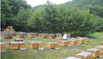 定點養(yǎng)蜂場綠化種什么樹好（這8種樹綠化效果好，又是難得的蜜源植物，花蜜營養(yǎng)價值極高）