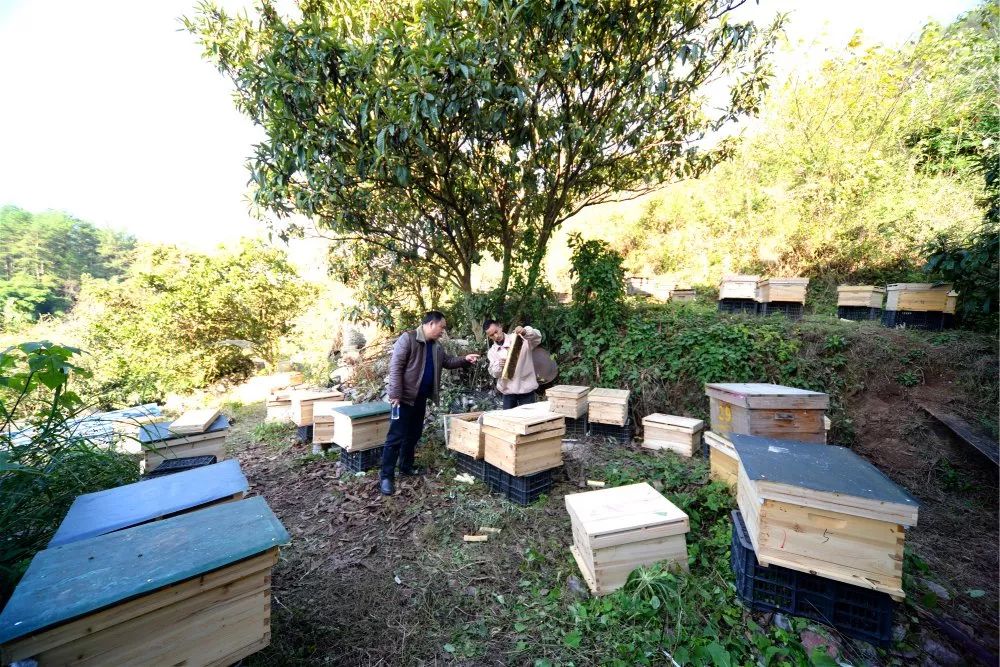 定點養(yǎng)蜂場綠化種什么樹好（這8種樹綠化效果好，又是難得的蜜源植物，花蜜營養(yǎng)價值極高）