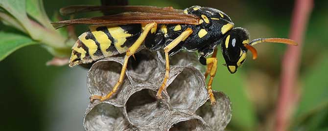 虎頭蜂飛到家里來好不好(馬蜂來家里是福還是禍?) 虎頭蜂飛到家里來好不好(馬蜂來家里是福還是禍?)